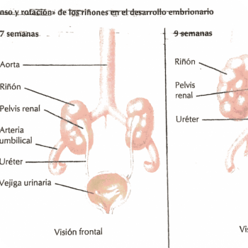 Kidneys and their motility